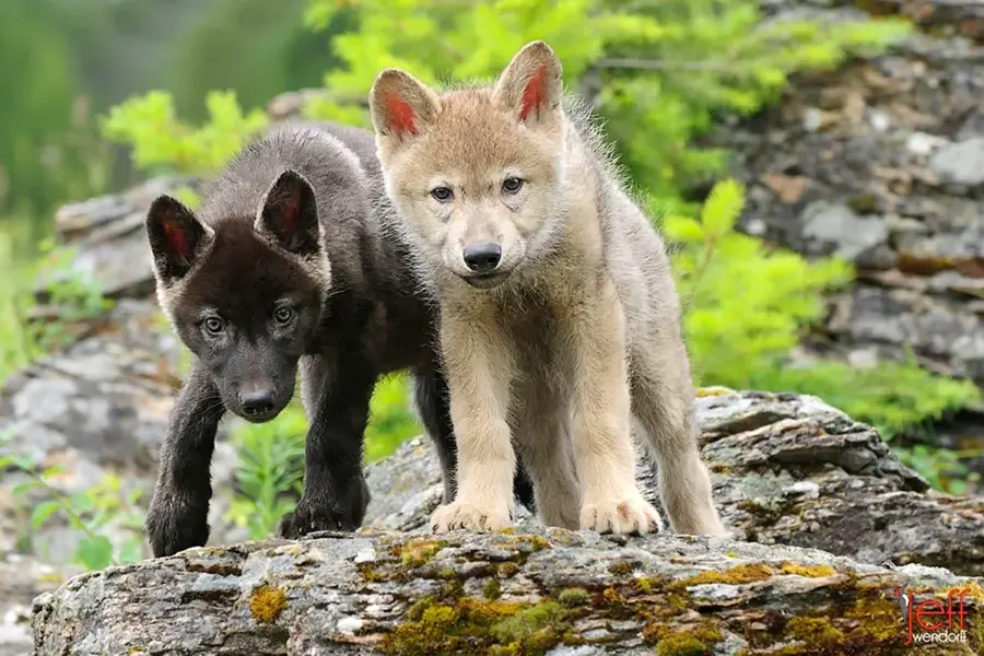 Волк волчица волчата – Волчье Логово