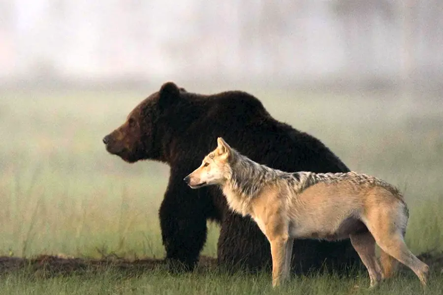 Волки и медведи
