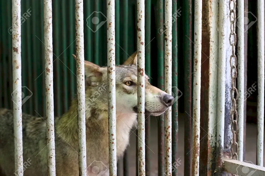 Волки в клетке в зоопарке