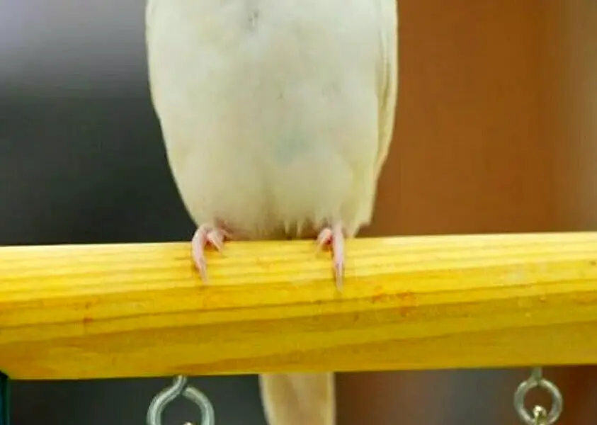 Волнистый попугай альбинос