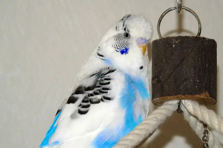 Волнистый попугай Арлекин белый