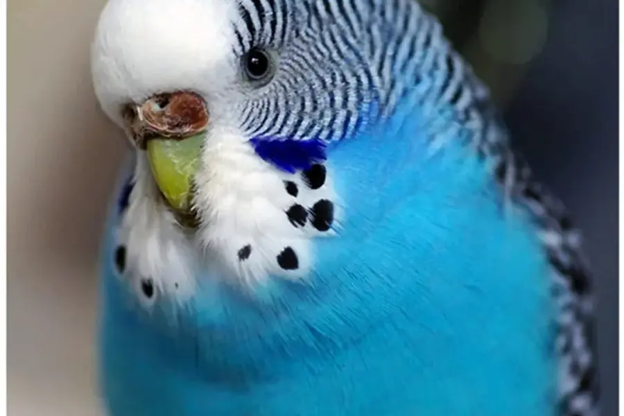 Волнистый попугай голубенький