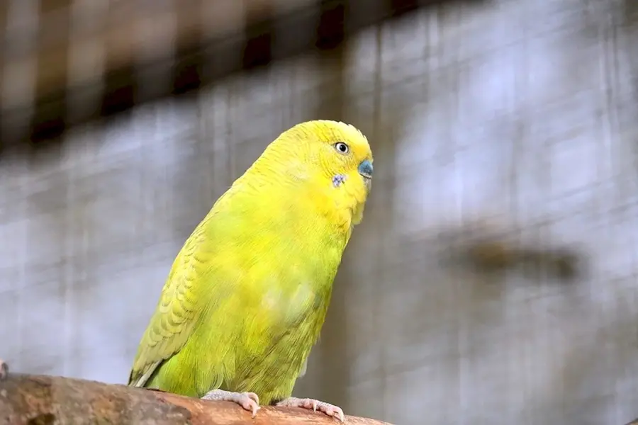 Волнистый попугайчик желтый