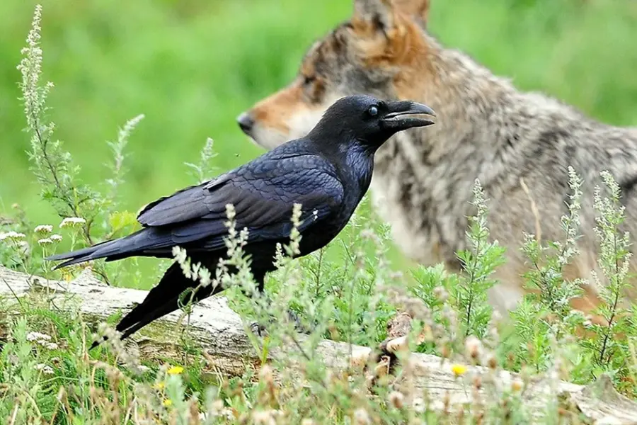 Ворон и волк симбиоз