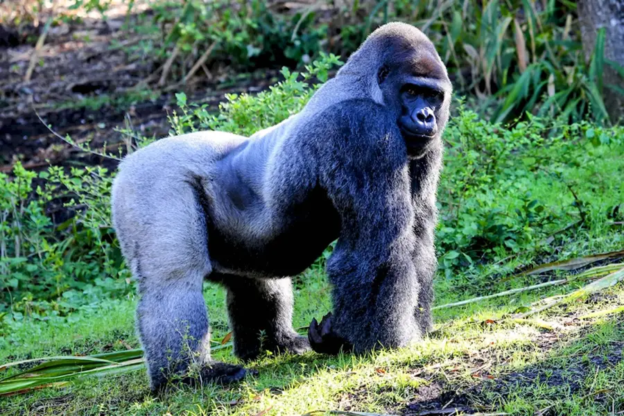 Восточная Горная горилла