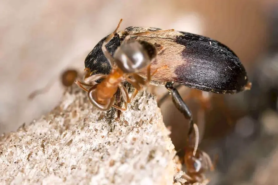 Вредители медоносных пчел ветчинный кожеед