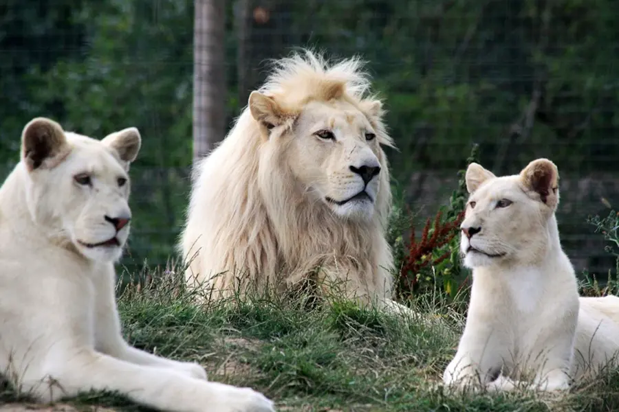 White Lion Sanctuary