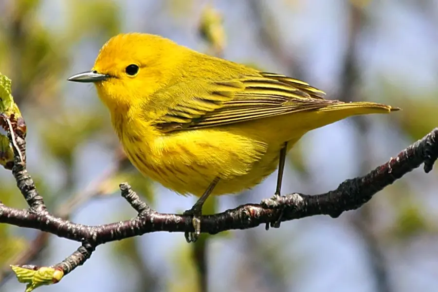 Yellow Warbler птица