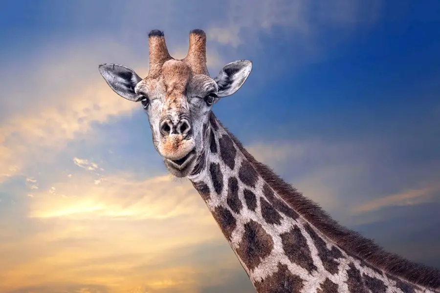Задумчивый Жираф