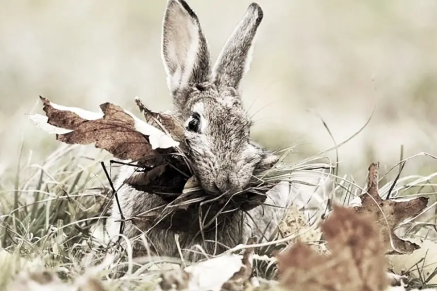 Заяц в осеннем лесу