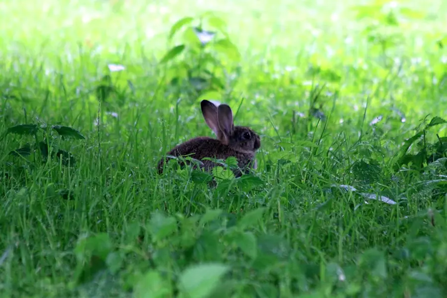 Зайчонок в траве