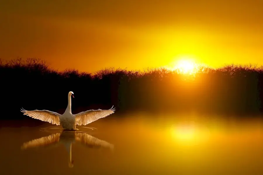Закат на озере лебедями