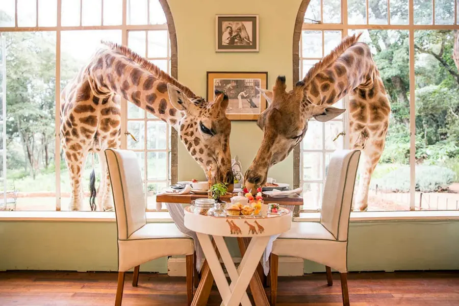 Завтрак с жирафами Giraffe Manor Найроби Кения