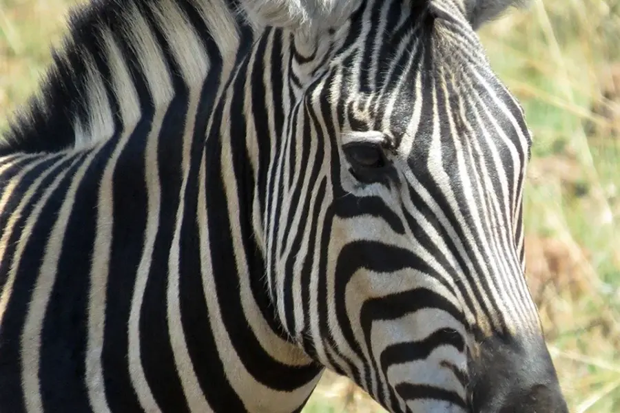 Зебры у Килиманджаро