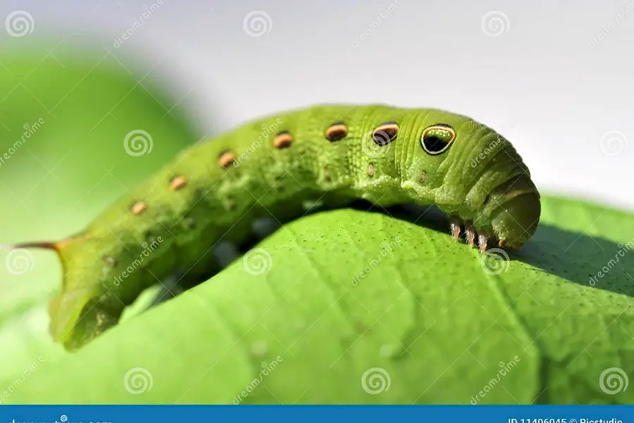 Зелёная гусеница с рогом