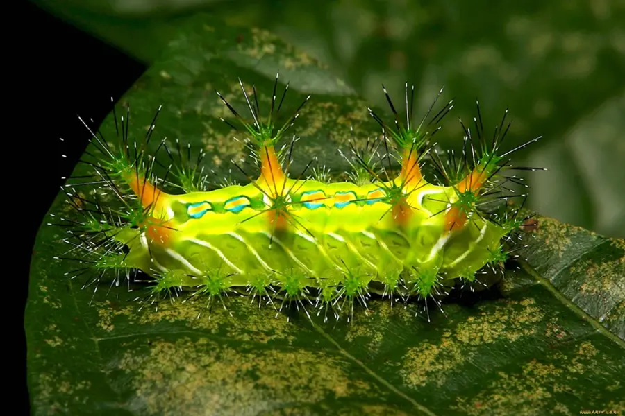 Зеленая гусеница жгучка