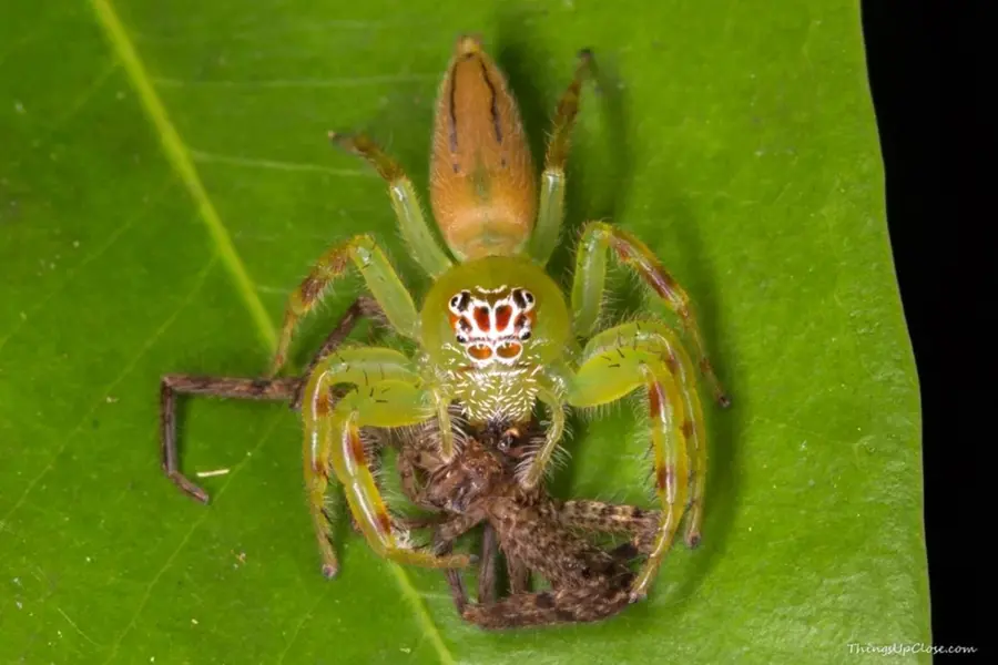 Зеленый ядовитый паук