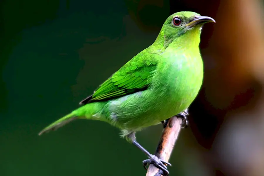 Зелёный САИ птица танагровых