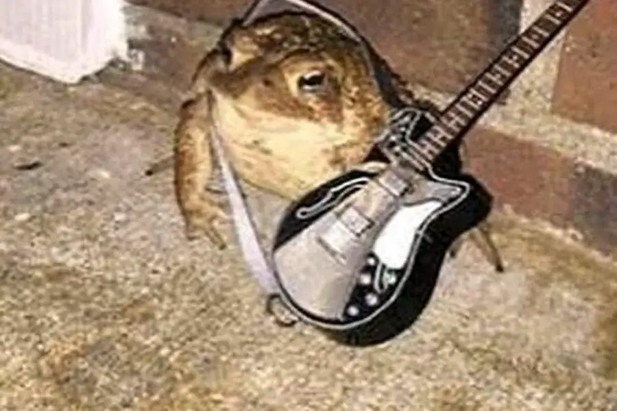 Жаба с гитарой