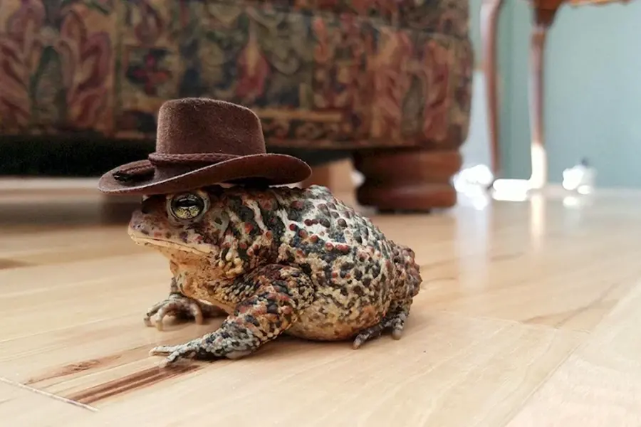 Жаба в шляпе