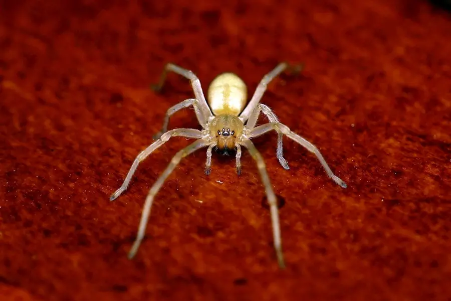 Желтосумный колющий паук