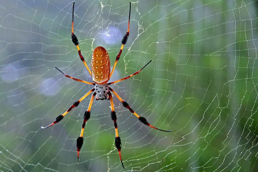 Жёлтосумый паук