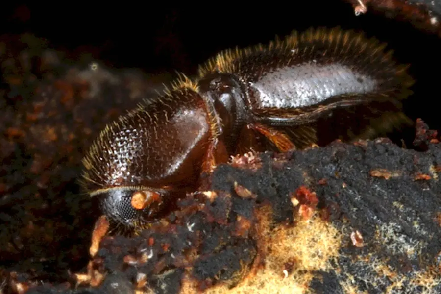 Жесткокрылые жуки короеды
