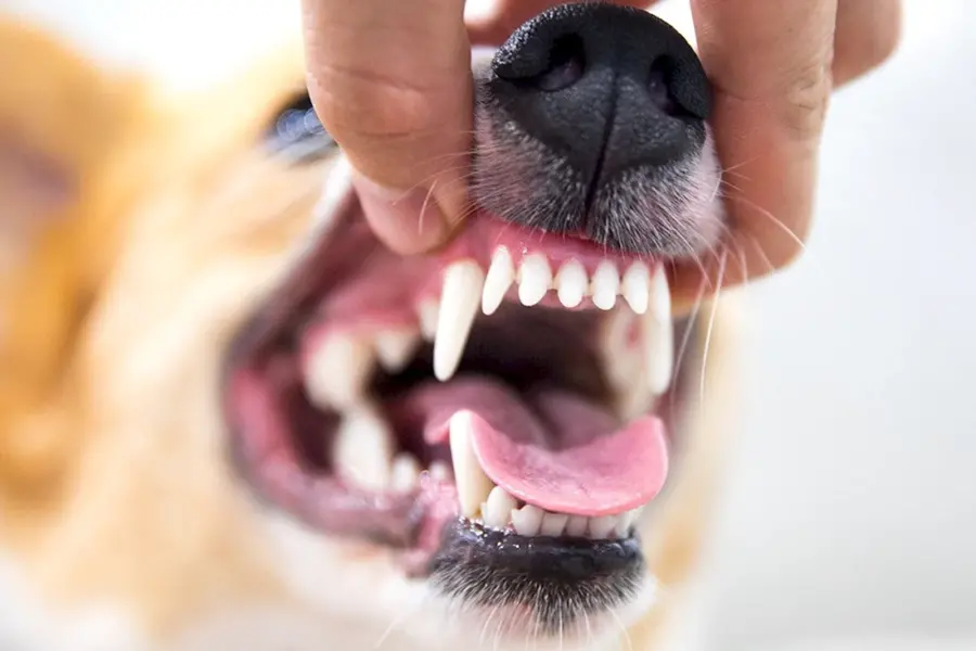 Жевательные зубы у собак