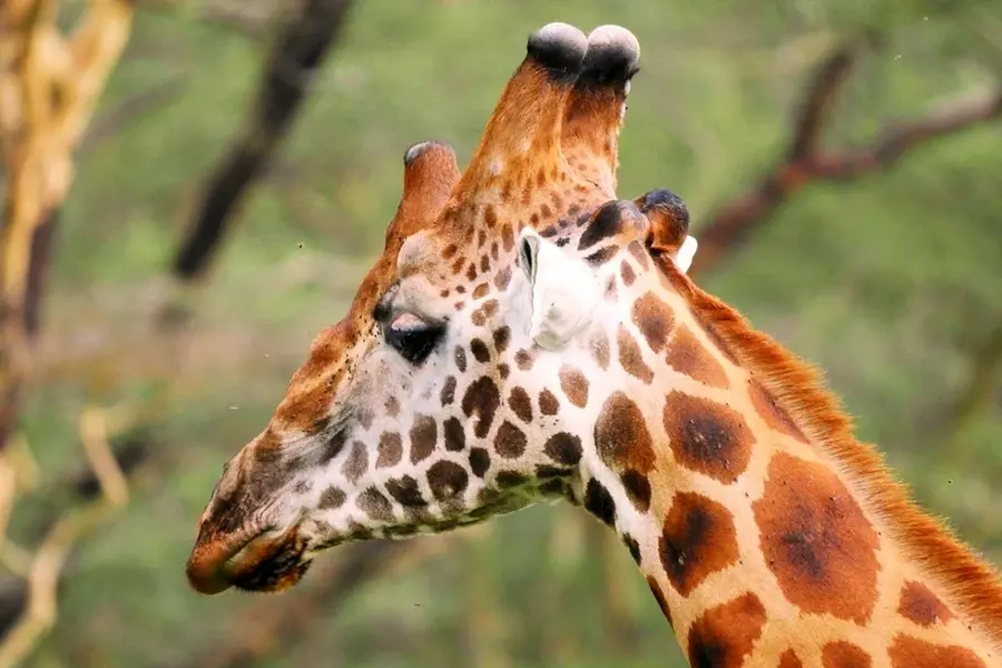 Жираф рога