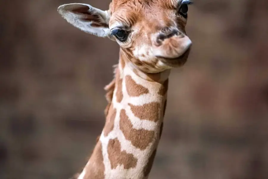 Жираф жирафиха Жирафенок