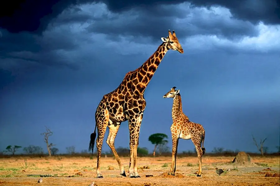 Жираф жирафиха Жирафенок