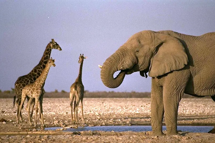 Жирафы и слоны