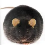 Жирная мышь