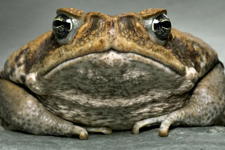 Жирная жаба ага