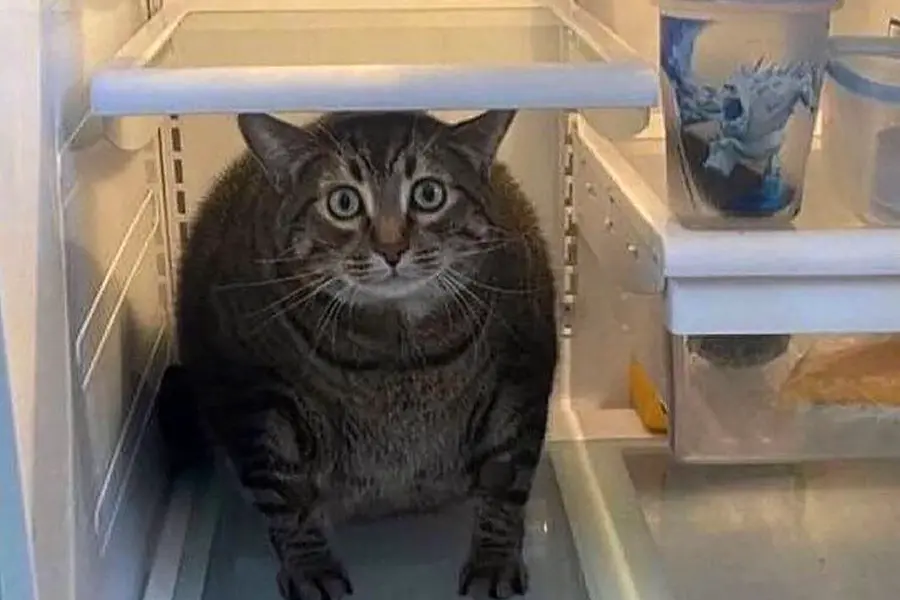Жирный кот в холодильнике