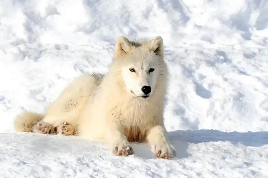 Животные Арктики Полярный волк