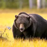 Животные белорусских лесов медведь