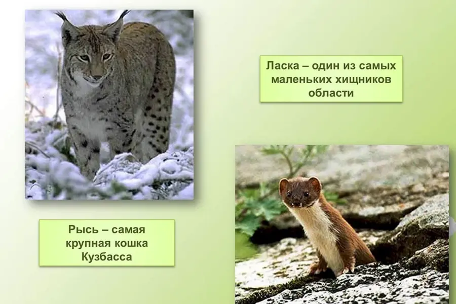 Животные из красной книги Кузбасса Кемеровской области