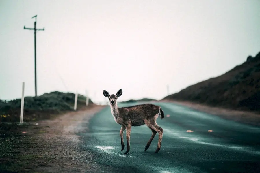 Животные на дороге