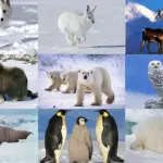 Животный мир арктических и антарктических пустынь