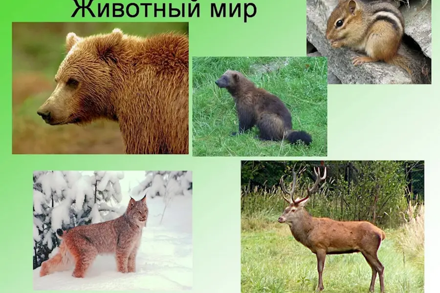 Животный мир Сибири