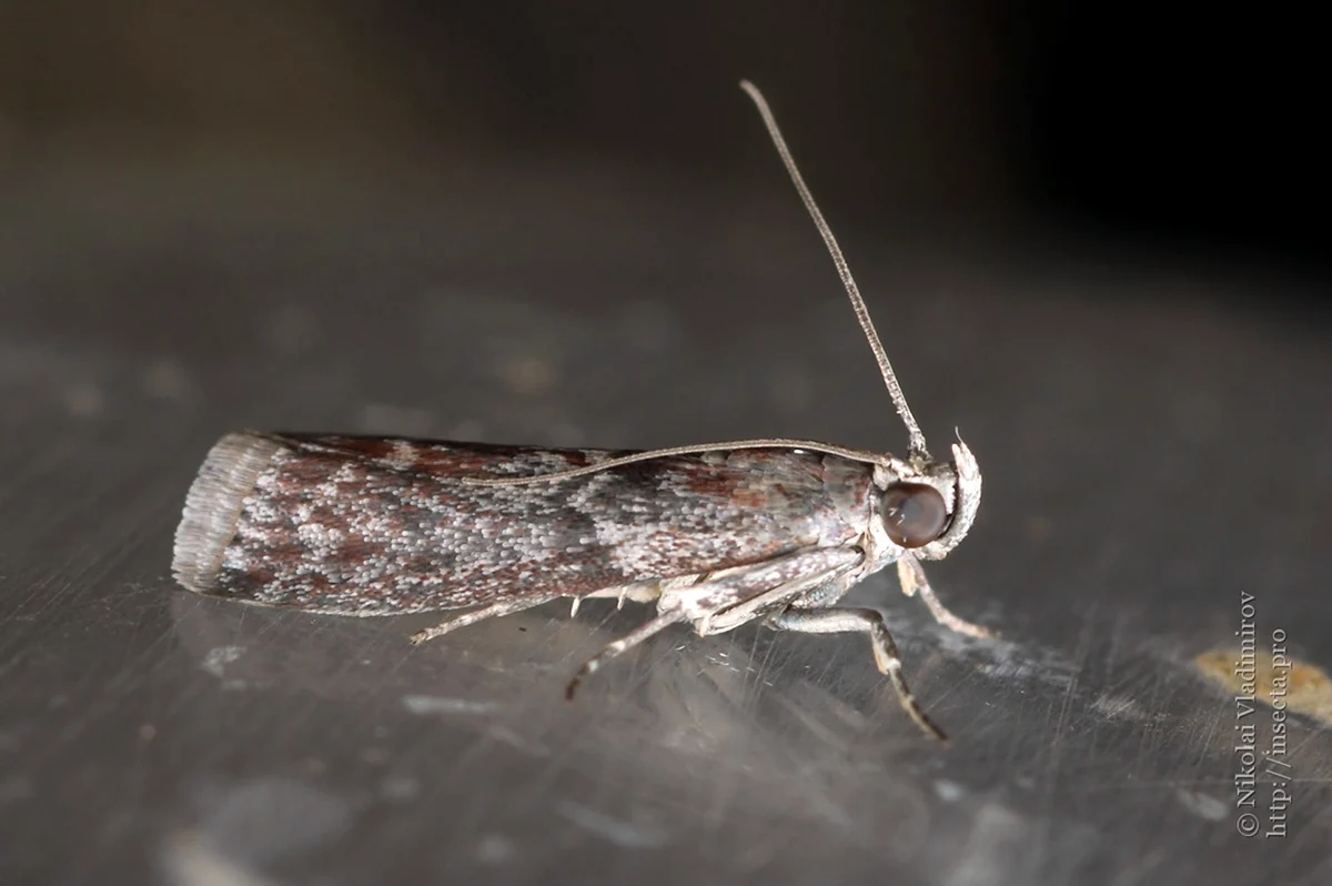 Огневка насекомое. Жук огневка. Огнёвка трескучая Psophus stridulus. Амбарная огневка.