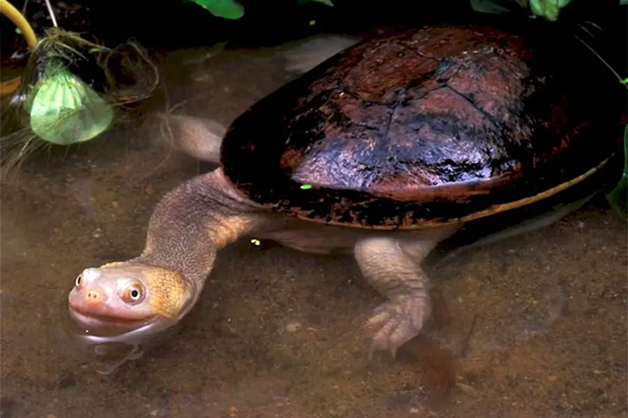 Змееголовая черепаха
