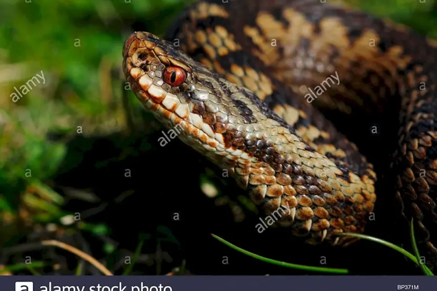 Змея гадюка Болотная