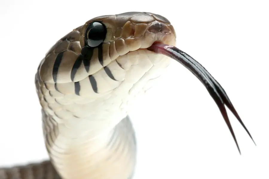 Змея с языком