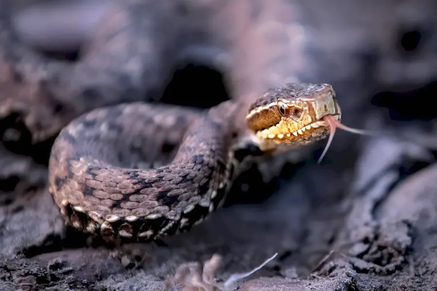Змея Уссурийский щитомордник