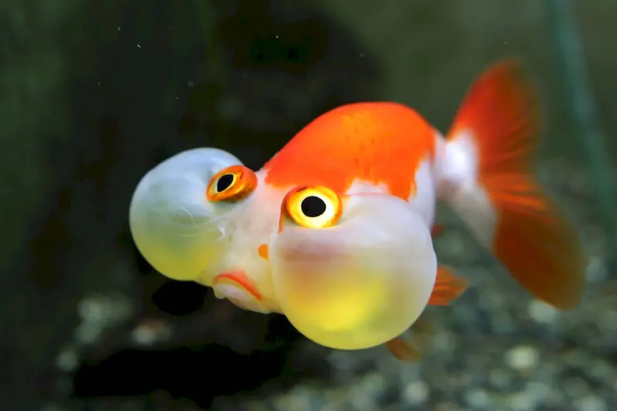 Золотая рыбка пузыреглаз